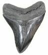 Serrated, Black Megalodon Tooth #46555-1